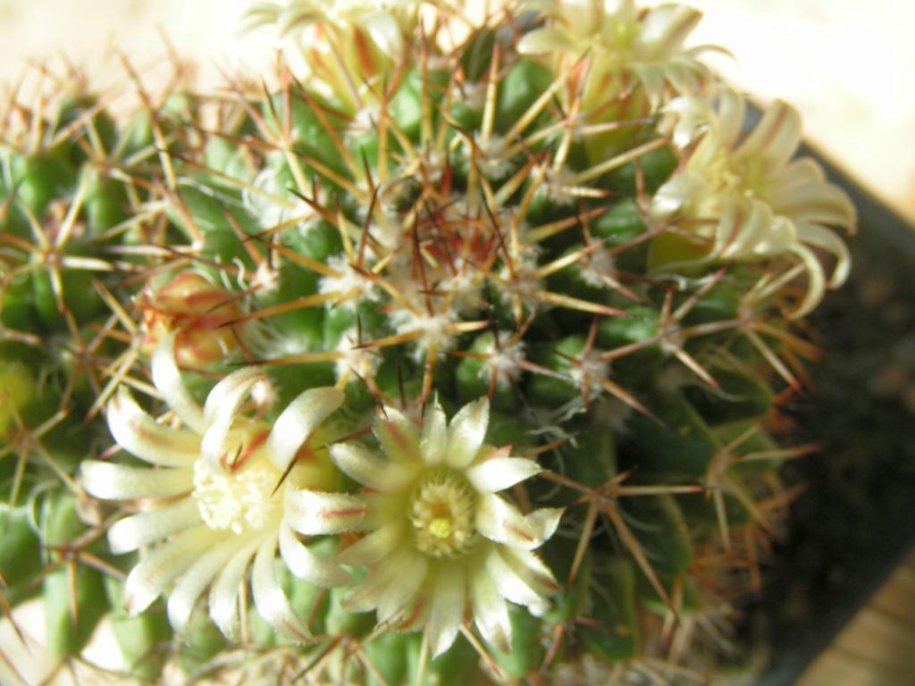 Mammillaria karwinskiana